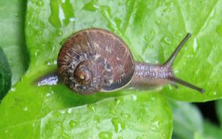 Snail Racing