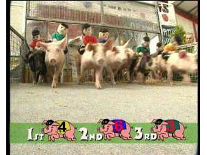 Pig Racenight